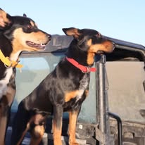 Canine Range